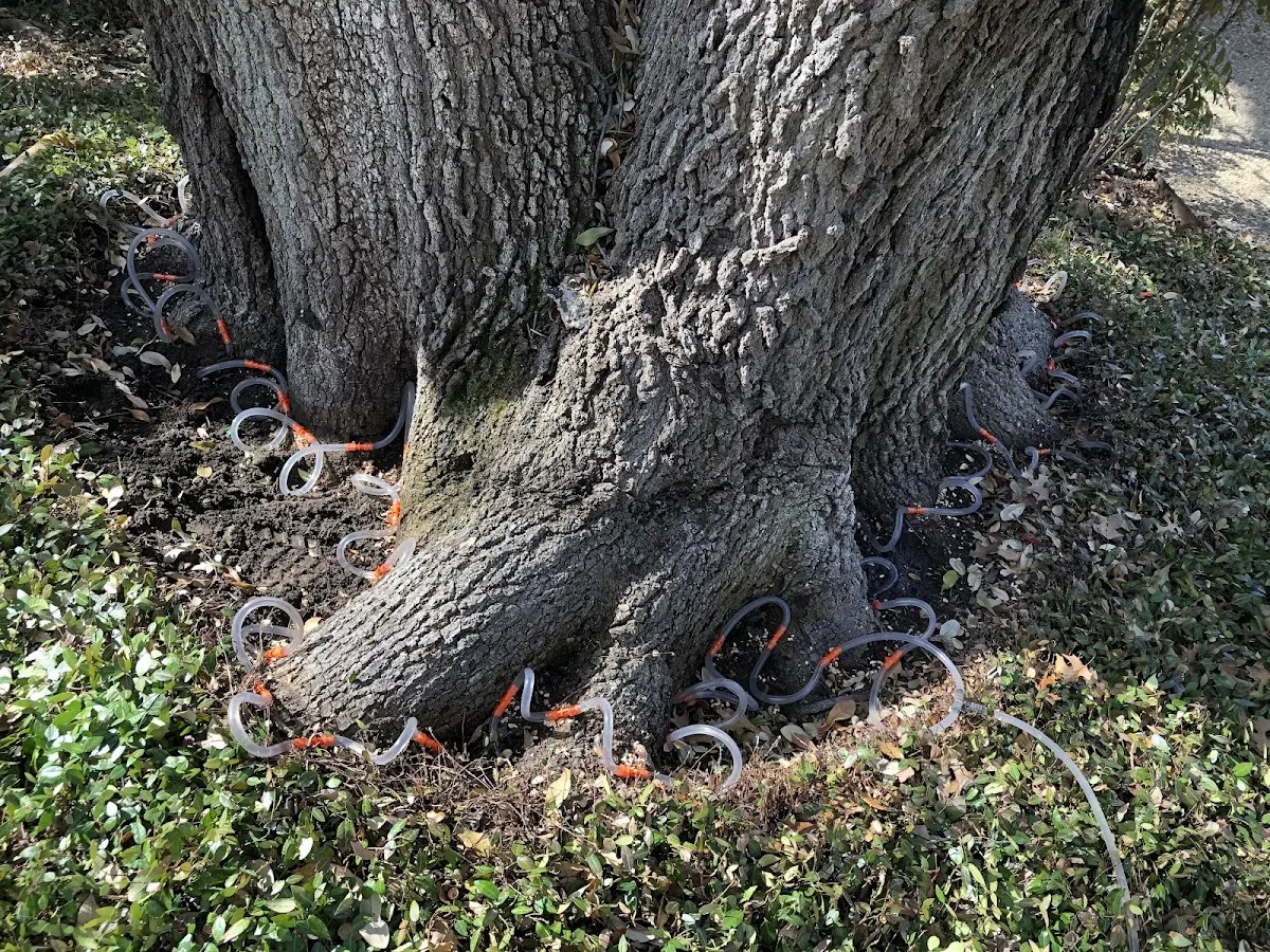 Detailed Tree Cabling and Bracing job site in Castell
