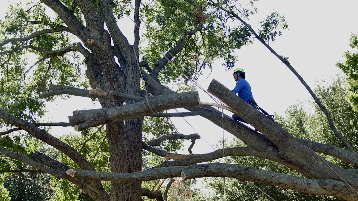 Professional Crown Thinning performed by certified arborists in Castell
