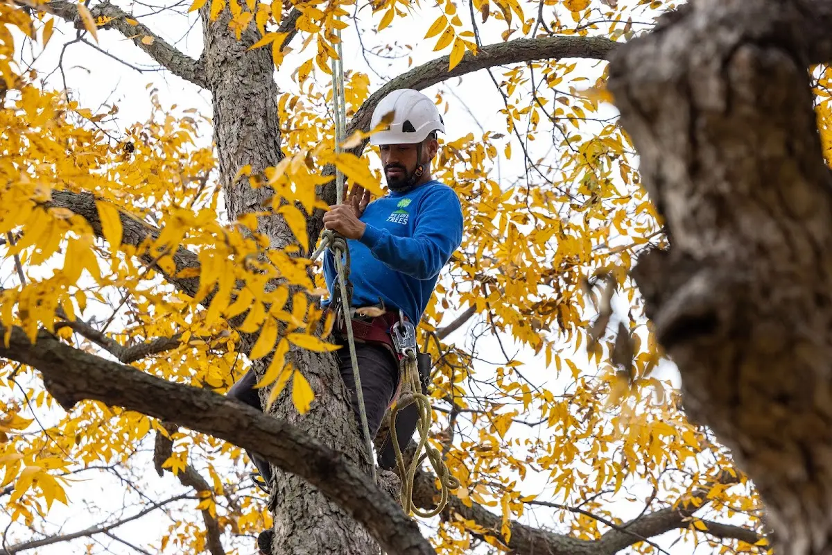 Skilled Tree Planting crew working in Castell