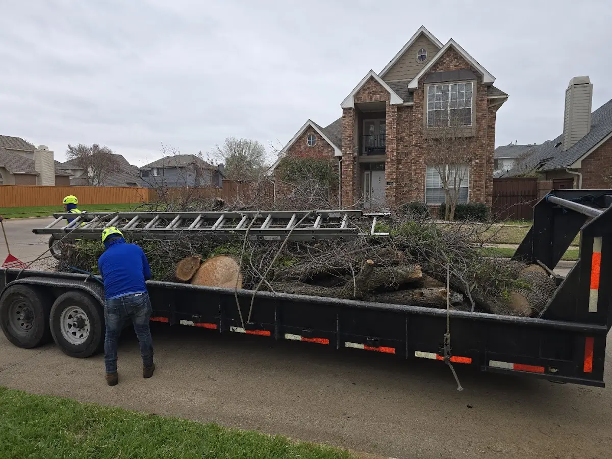 Expert Tree Removal with proper safety equipment in Castell
